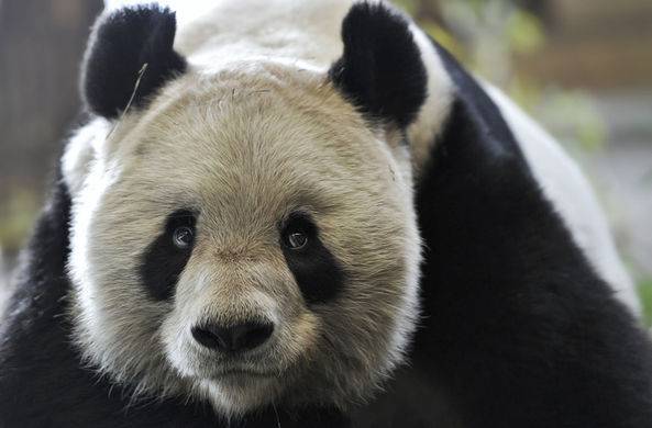 Ученые из Китая создали базу данных панд / Моя Планета