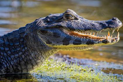 Огромный крокодил убил рыботорговца на глазах у его брата