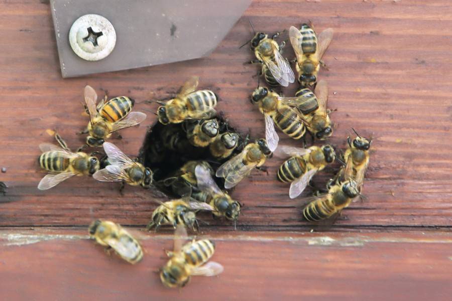 Домики для пчел и "роддома" для насекомых установят в парке "Кузьминки-Люблино"