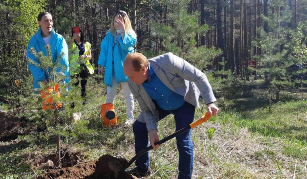 Петербуржцы высадили сосны и ивы в Курортном лесопарке
