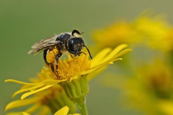 Уничтожение пчеловодства снизило урожайность всего сельского хозяйства страны