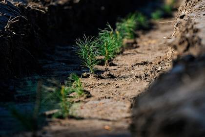 Рабочие советы «Русала» посадят 1000 деревьев в Сибири