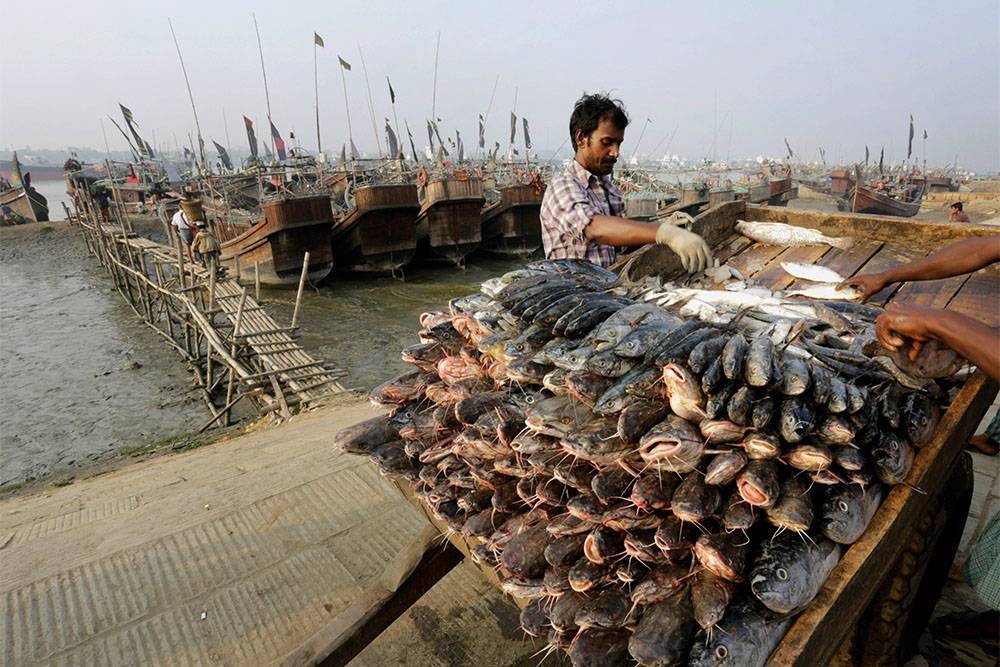 Власти Бангладеш на два месяца запретили рыбачить, чтобы восстановить популяцию рыбы в море