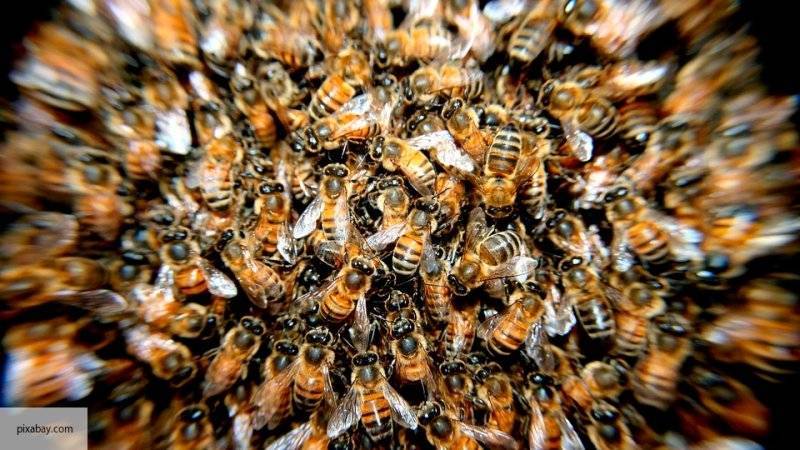 Пара обнаружила у себя в доме улей из 80 000 пчел