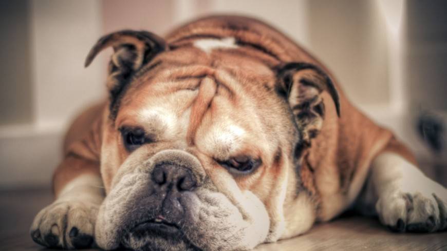 Ученые выяснили причину проблем с дыханием у некоторых пород собак