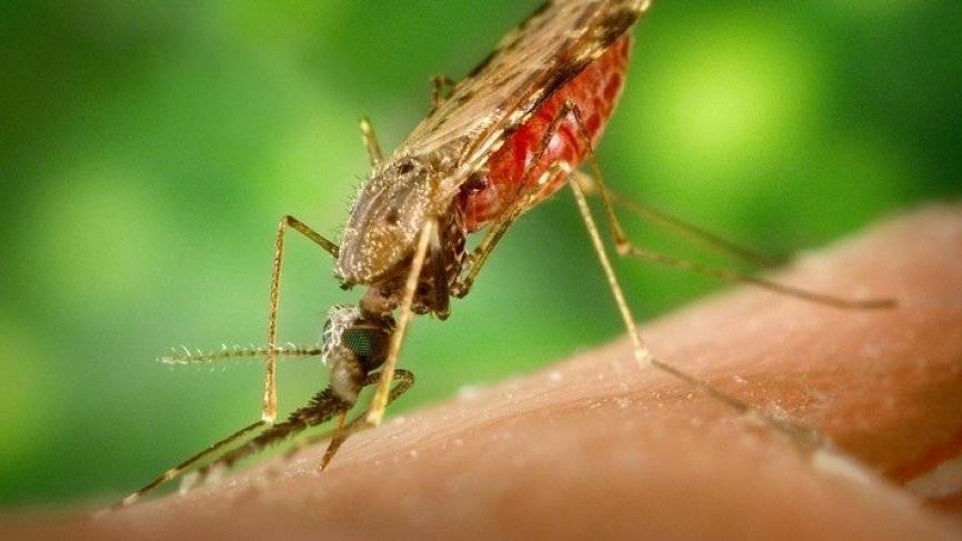 Роспотребнадзор предупредил россиян об опасности комаров во Франции