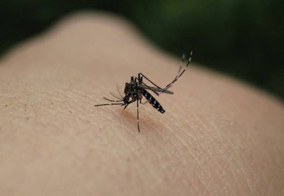 Во Франции выросло число комаров, переносящих опасные инфекции