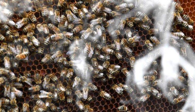 Лужков поделился способом спасения пчел от массового вымирания