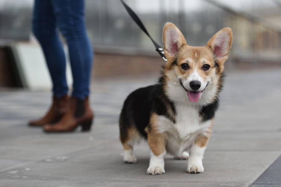 Назван топ-10 популярных у россиян кличек для собак