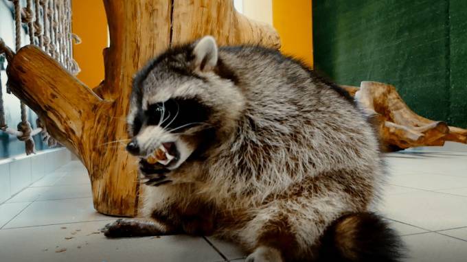 В "Питерлэнде" контактный зоопарк кормил животных с ветеринарными нарушениями