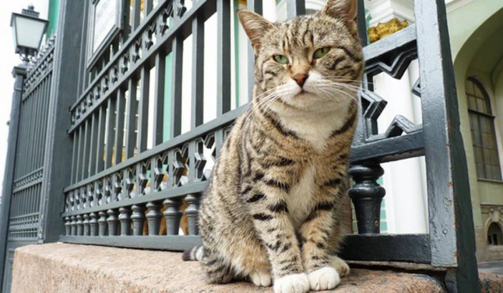 В Петербурге отметят День эрмитажного кота