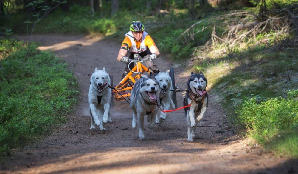 В Ленобласти пройдет этап Кубка мира по гонкам на собачьих упряжках