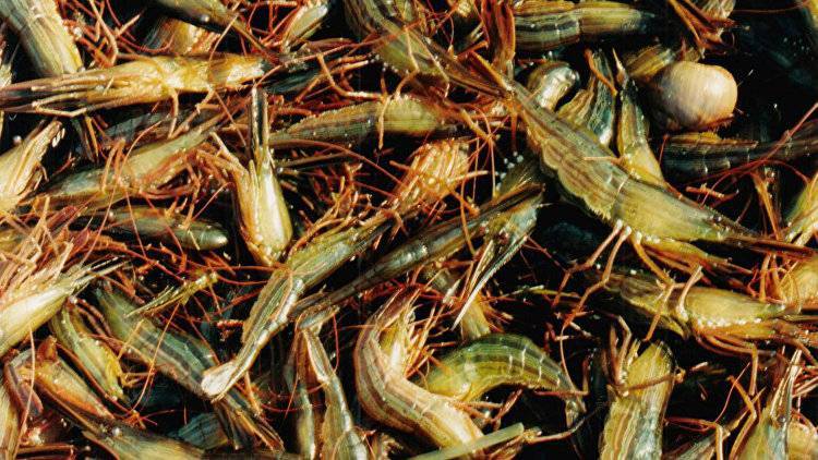 Только не креветки: Росприроднадзор на защите Ойбурского озера