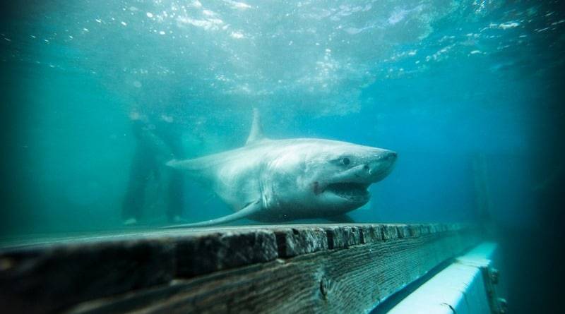 В проливе Лонг-Айленд недалеко от берега замечена трехметровая белая акула (фото)