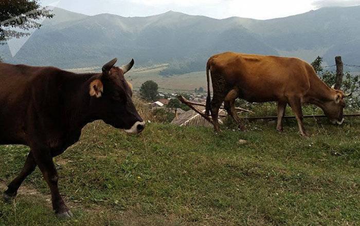 Армянские коровы покоя не дают турецким грабителям: в Грузии совершено разбойное нападение