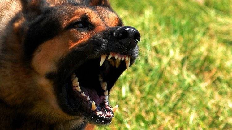 Стая бродячих собак напала на школьницу в Гурьевске