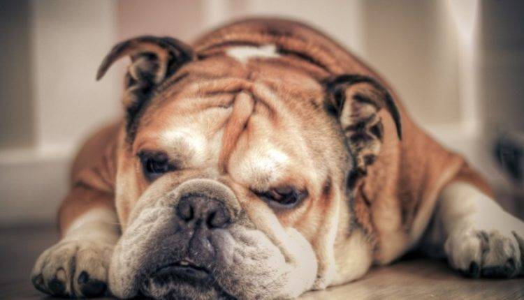 Ученые выяснили причину проблем с дыханием у некоторых пород собак
