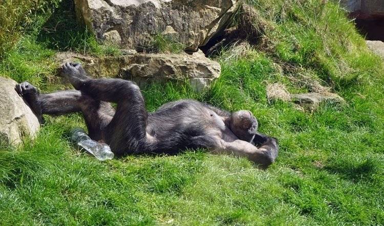 Ученые выяснили, что самки бонобо помогают искать своим сыновьям пару