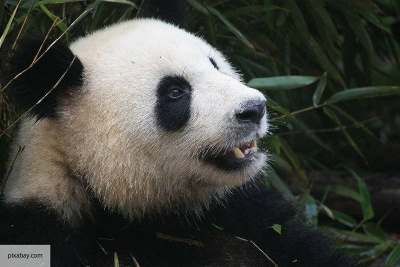 Технология распознавания лиц поможет сохранить популяцию панд