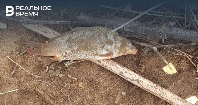 В Татарстане возбудили уголовное дело после массовой гибели рыбы в Нурлатском районе