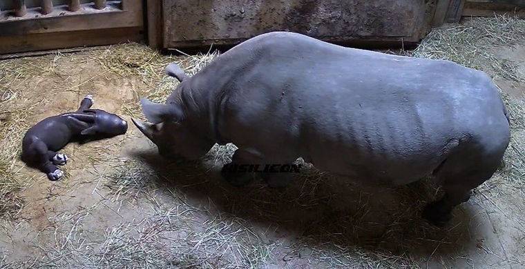 В зоопарке Чикаго родился восточный черный носорог / Моя Планета