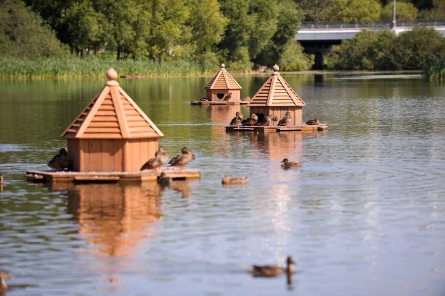 Плавучие домики для уток появятся в парке "Кузьминки-Люблино"