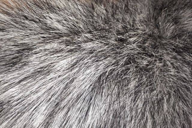 Prada отказывается от использования меха животных в своих коллекциях