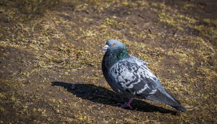 Необычный напарник: в Благовещенске таксист приручил голубя