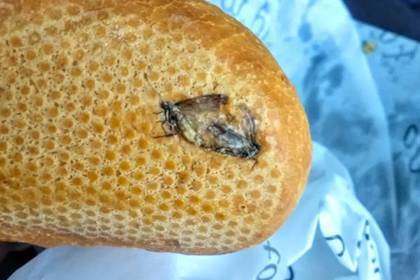 Турист обнаружил насекомых в купленном в аэропорту сэндвиче и пришел в ужас