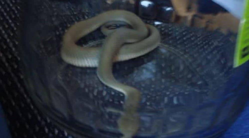 Живую змею обнаружили в квартире многоэтажки Актау (видео)