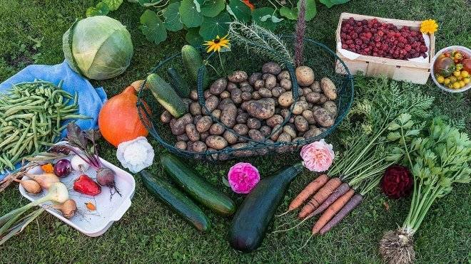 Роспотребнадзор выявил рост числа овощей с нитратами в 2018 году