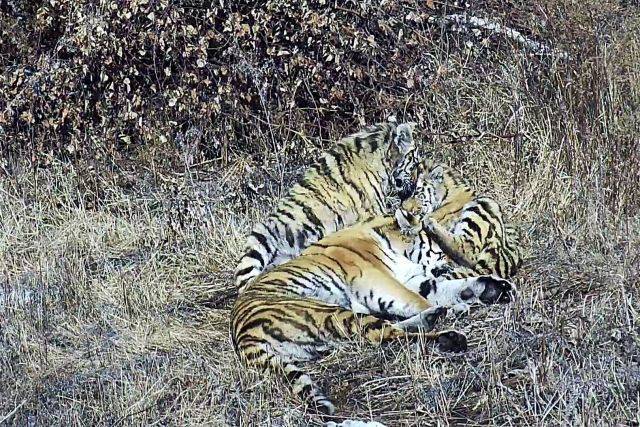 В Приамурье выпустили на волю двух тигров после реабилитации