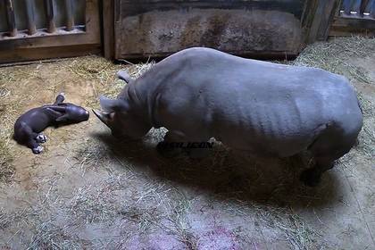 Редчайший черный носорог родился в Чикаго