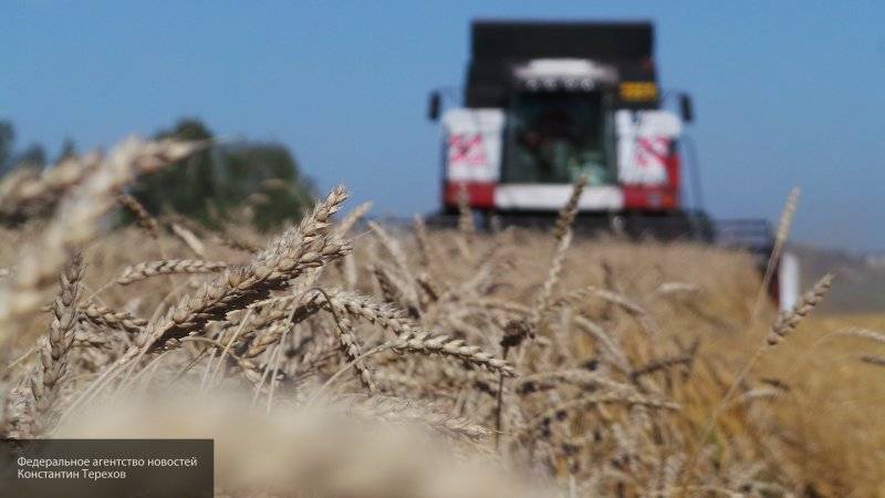 Урожай пшеницы в 2019 году достигнет 75 млн тонн по оценкам Минсельхоза&nbsp;