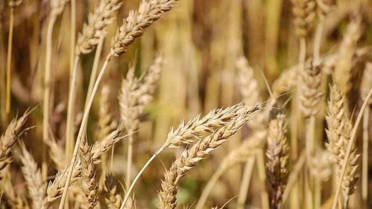 Минсельхоз РФ еще не решил вопрос с поставками зерна на вьетнамский рынок