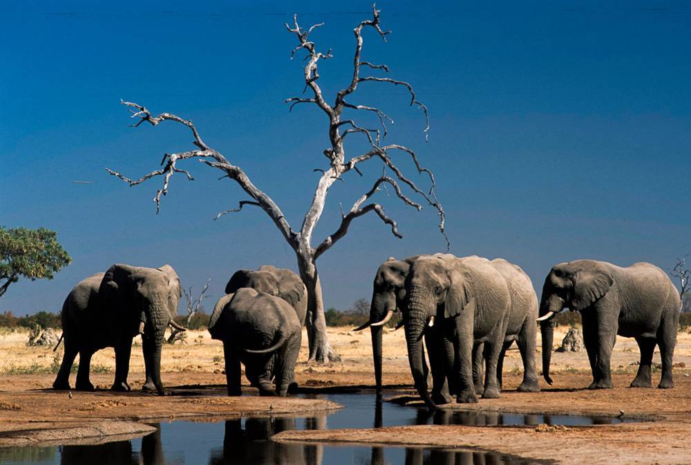 Правительство Ботсваны сняло запрет на охоту на слонов