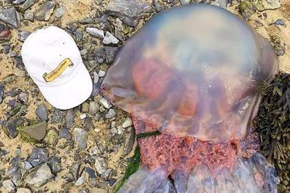 На пляже в Англии нашли гигантскую медузу