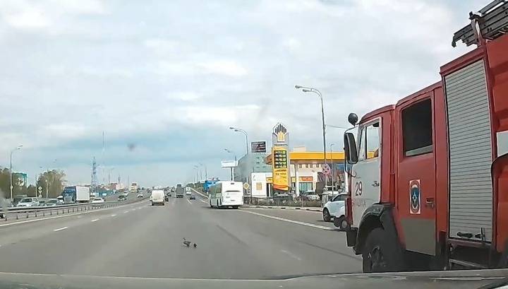 Подмосковный пожарный перекрыл шоссе ради утки с утятами