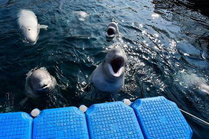 Владелец «китовой тюрьмы» захотел продать Китаю моржей