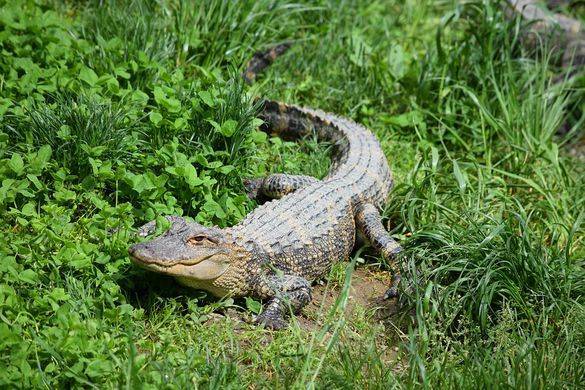 Крокодил спрятался на кухне жителя деревни в Индии / Моя Планета