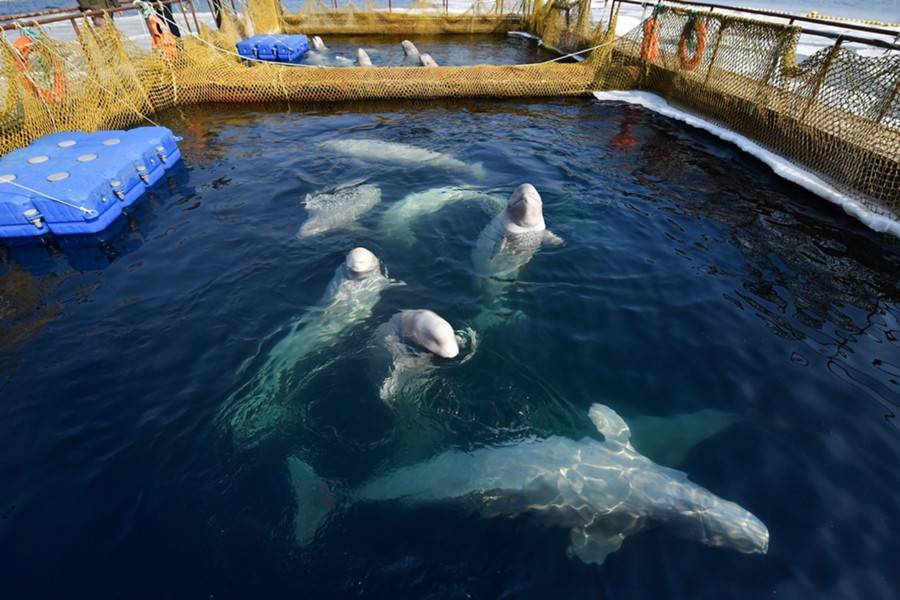 Хозяин "китовой тюрьмы" пообещал учесть мнения ученых о судьбе косаток