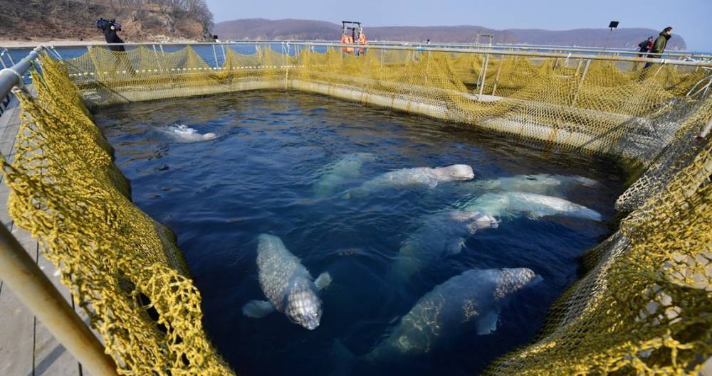 Косатки и белухи покинут "китовую тюрьму" в июле–августе