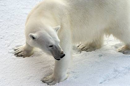 В арктических поселках усилят «медвежьи патрули»