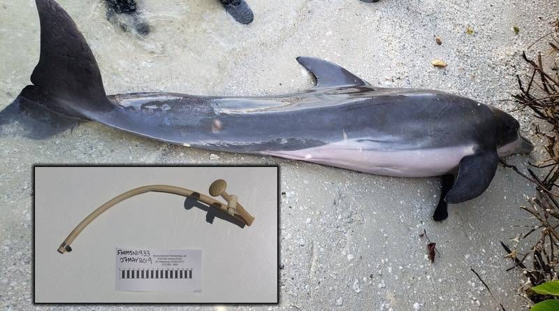 На пляж выбросило дельфина, в желудке которого нашли 60-сантиметровый душевой шланг (фото)
