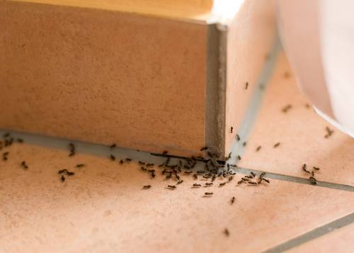 Как правильно избавляться от муравьев и тараканов в Израиле