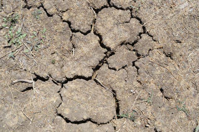 Власти Намибии попросили Россию о гуманитарной помощи из-за засухи