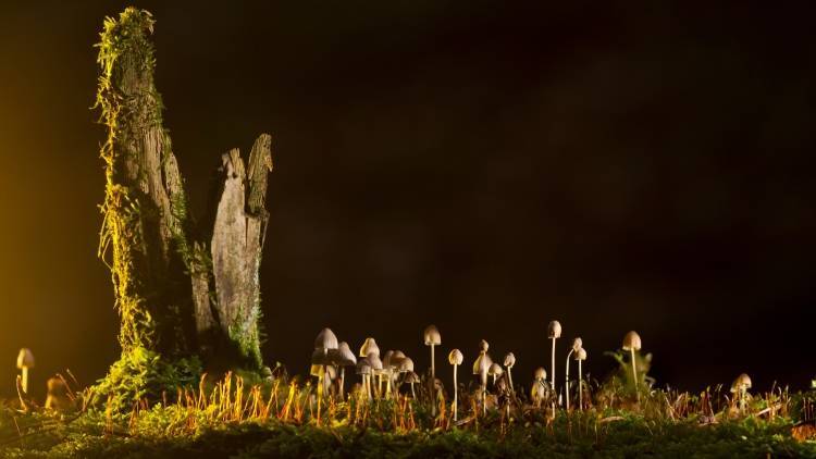 Ученые обнаружили самые древние грибы
