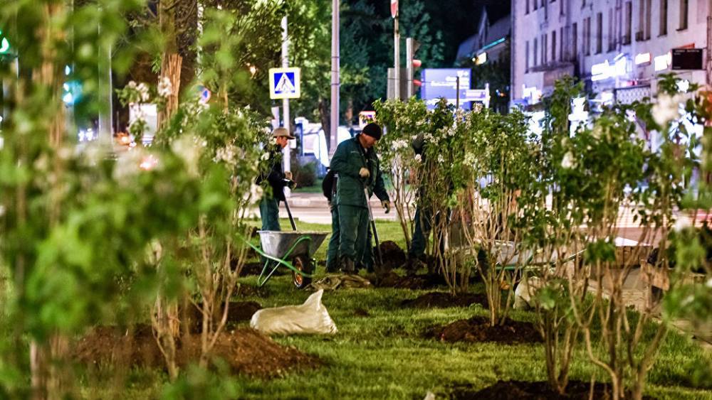 В Москве посадили кустарники на недавно благоустроенных улицах