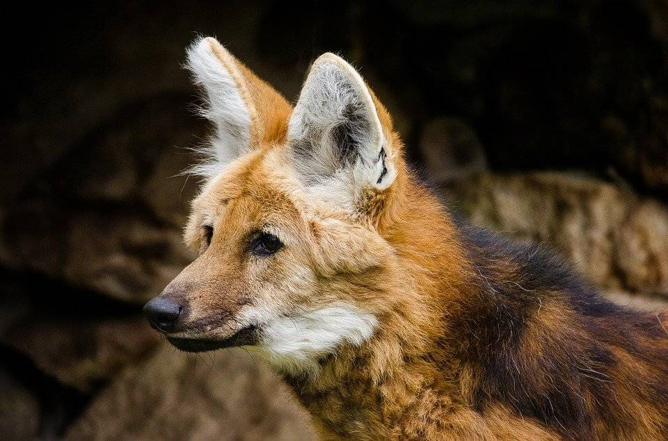 Пятилетний самец гривистого волка Фалькао стал новым жителем Московского зоопарка
