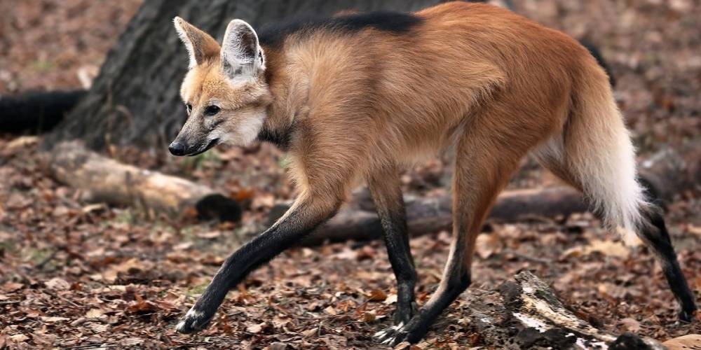 Самец гривистого волка появился в Московском зоопарке